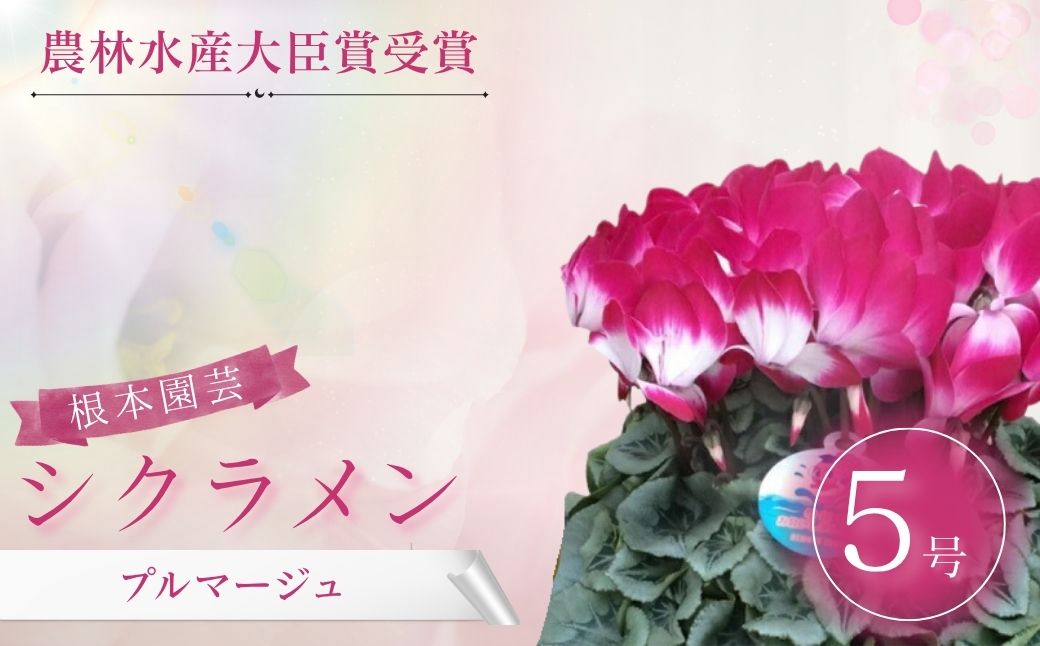 【2026年 先行予約】シクラメン プルマージュ 5号｜花ギフト 花苗 鉢植え aj006-aa