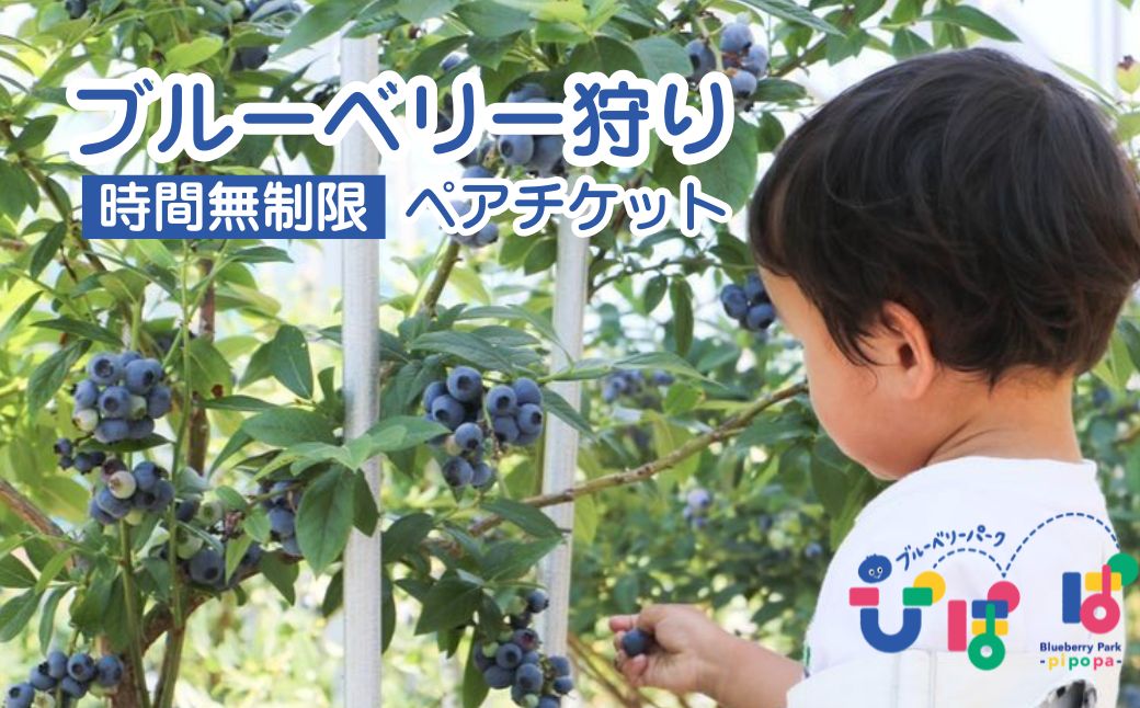 ブルーベリーパーク ぴぽぱ ペアチケット ブルーベリー狩り 2名 体験 入園券 無料券 夏季限定 co001-aa