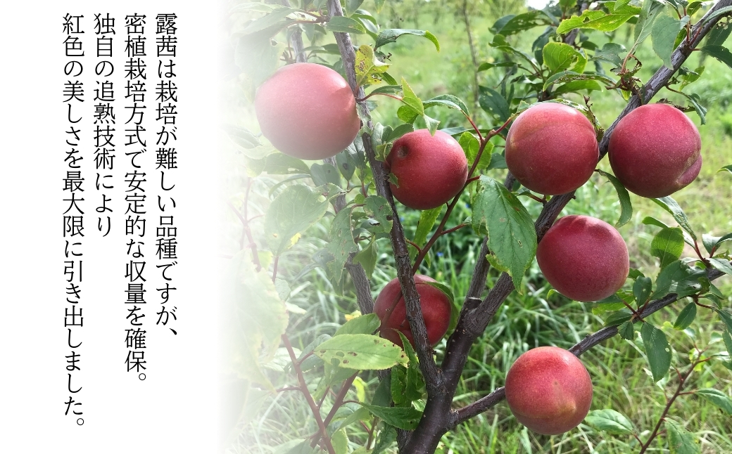 梅農園ジャム 300g (100g×3個)【120587-001-01】