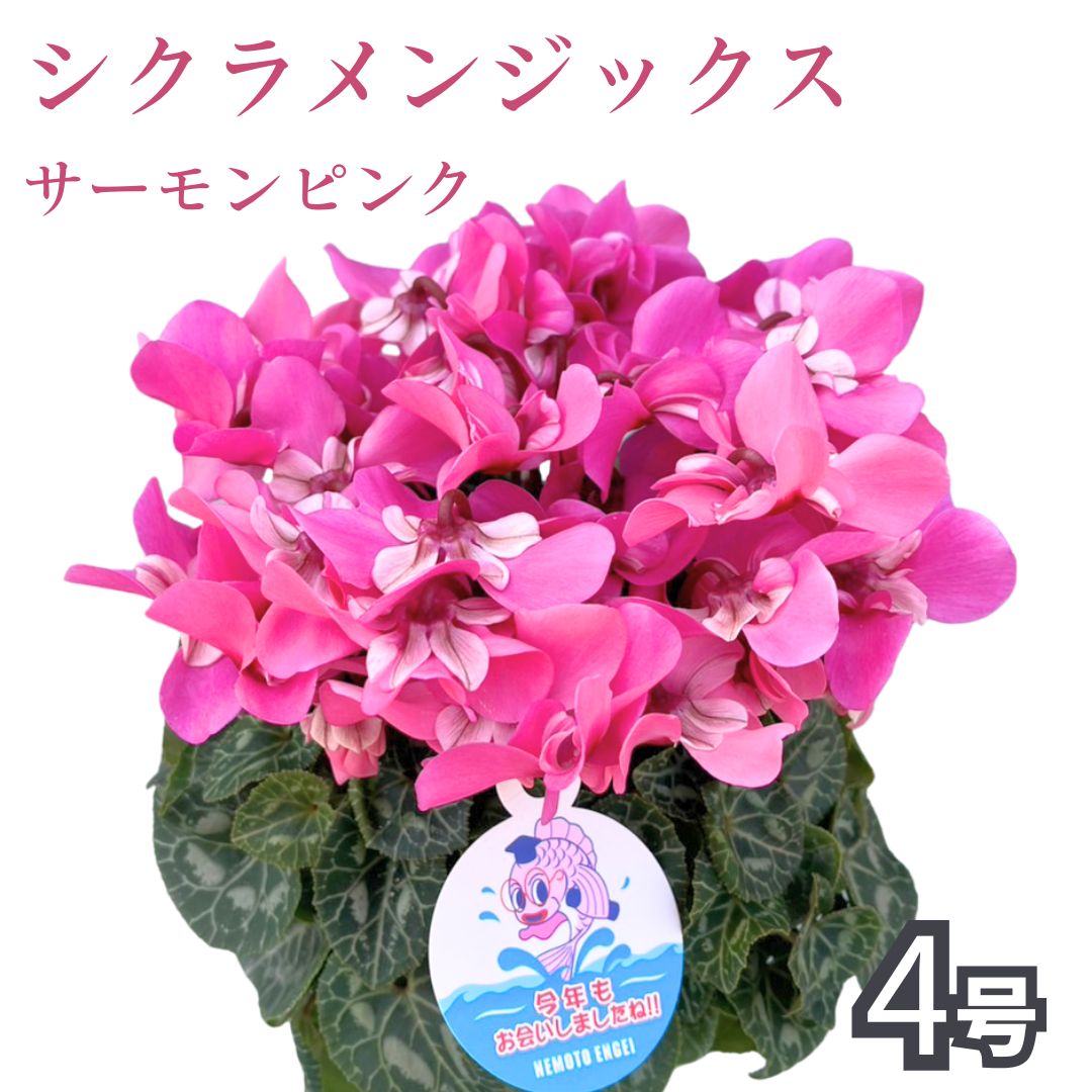 [先行受付]シクラメン ジックス サーモンピンク 4号|花 花苗 鉢植え[53850-003-04]