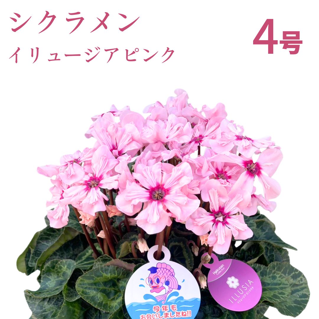 [先行受付]シクラメン イリュージア ピンクラテ 4号|花 花苗 鉢植え[53850-012-01]