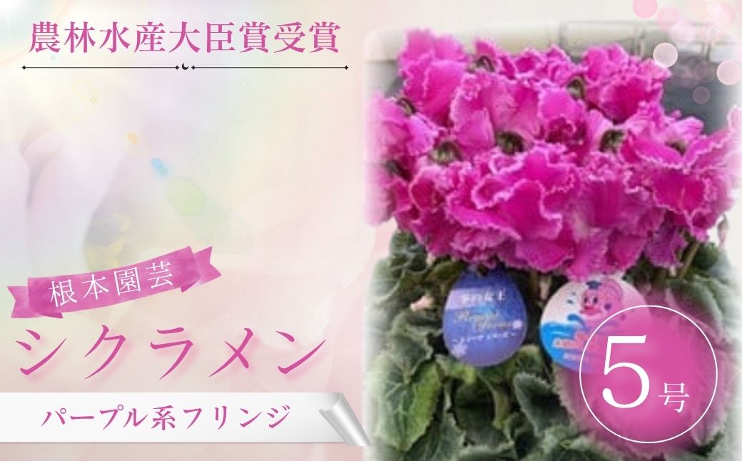 【2026年 先行予約】シクラメン フリンジ パープル系 5号｜花ギフト 花苗 鉢植 aj004-aa