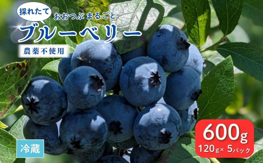 採れたて ブルーベリー 600g(120g×5パック) 農薬不使用 大粒 とれたて 生 co002-aa