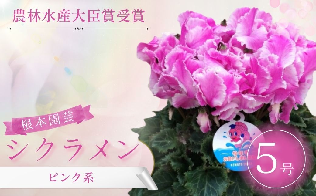 【2026年 先行予約】シクラメン ピンク系 5号｜花ギフト 花苗 鉢植え aj005-aa