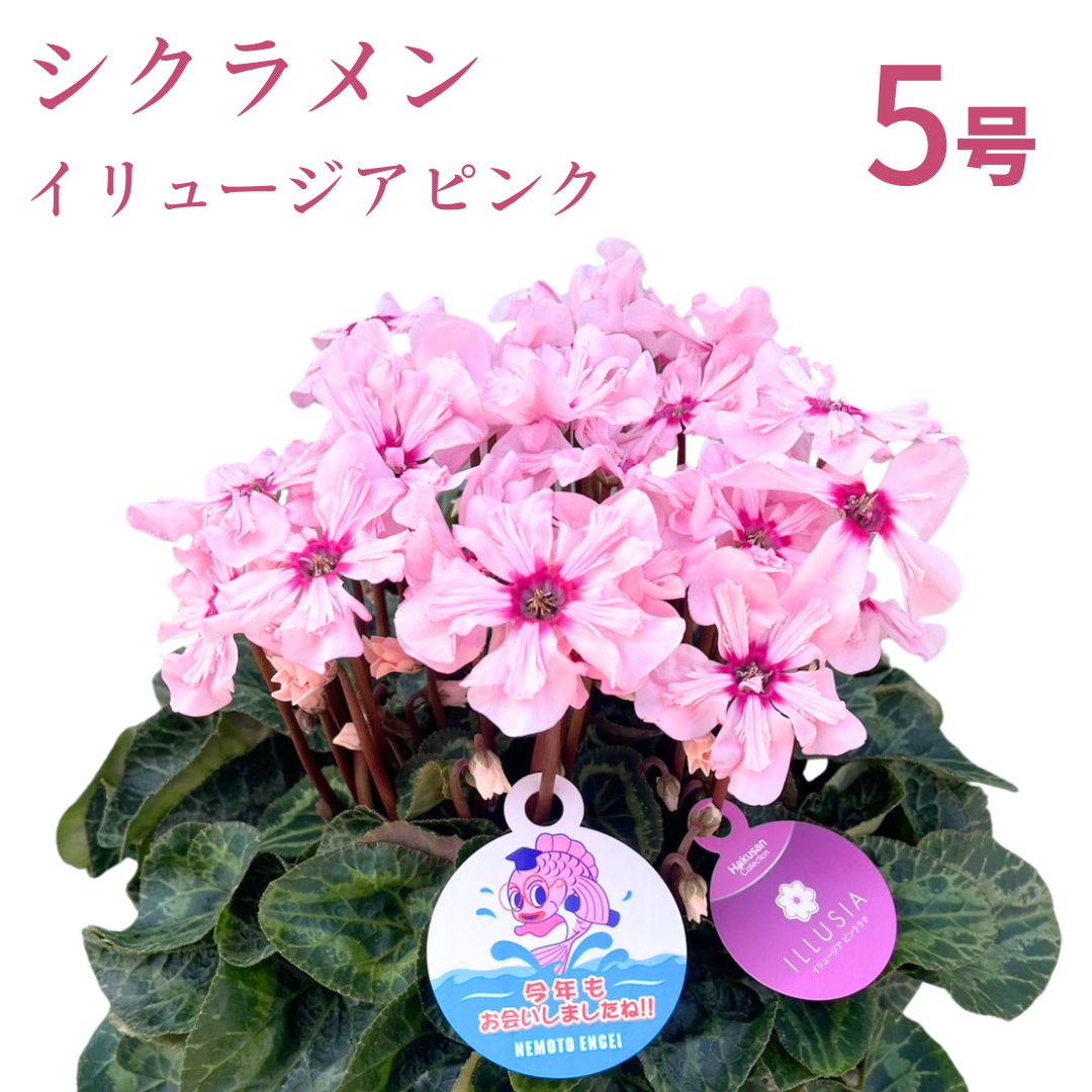 [先行受付]シクラメン イリュージア ピンクラテ 5号|花 花苗 鉢植え[53850-012-02]