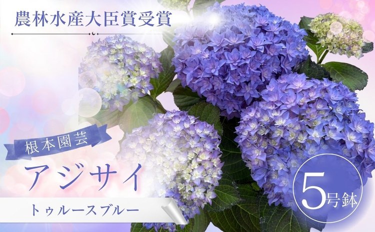 [先行予約]アジサイ トゥルースブルー 5号 青系 | 紫陽花ギフト 花苗 鉢植 aj001-ai