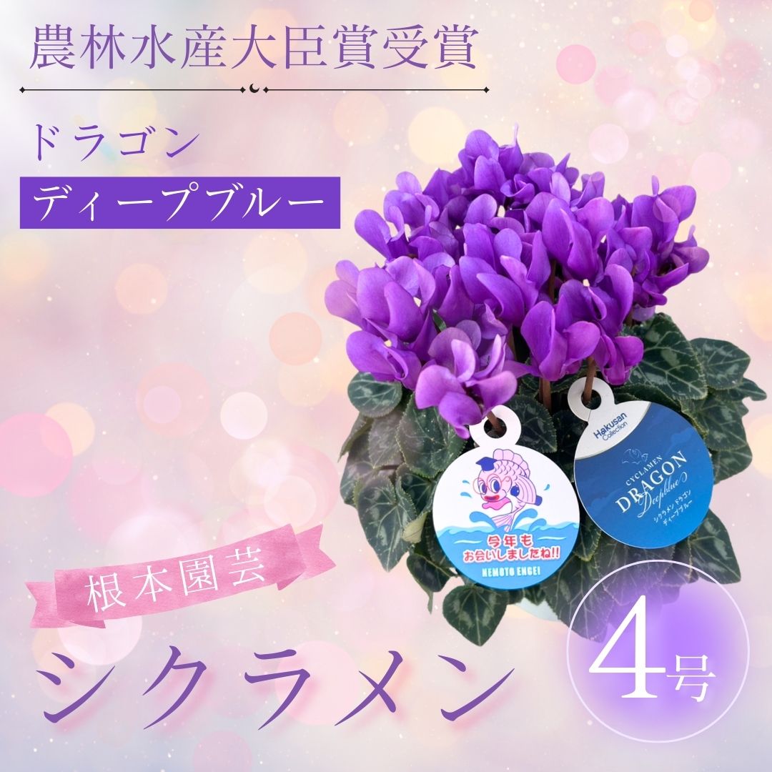 [先行受付]シクラメン ドラゴン ディープブルー 4号|花 花苗 鉢植え[53850-013-02]