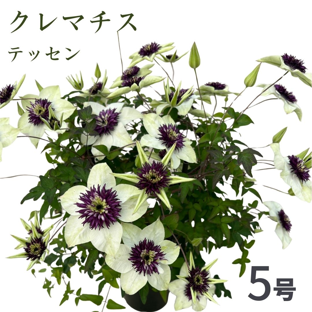 [先行受付]クレマチス テッセン 5号 白系|花ギフト 花苗 鉢植え[53850-002-03]