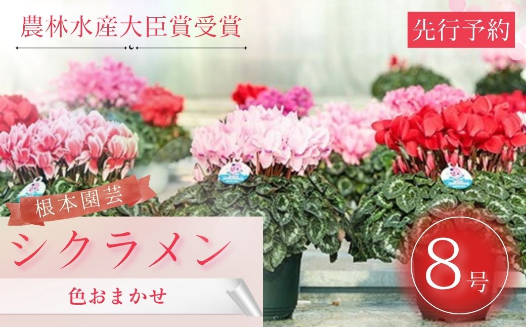 【2026年 先行予約】シクラメン 色おまかせ 8号｜花ギフト 花苗 鉢植え aj011-ae