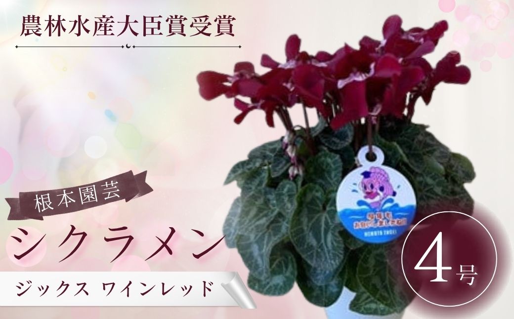 【2026年 先行予約】シクラメン ジックス ワインレッド 4号｜花 花苗 鉢植え aj003-ac