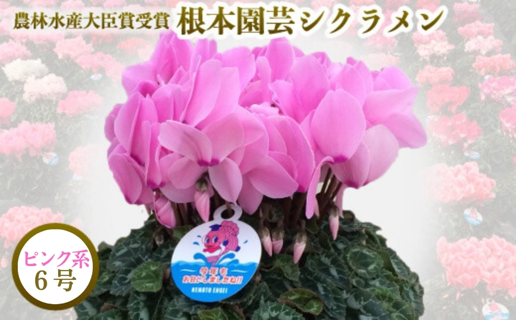 【2026年 先行予約】シクラメン ピンク系 6号｜花ギフト 花苗 鉢植え【53850-005-02】