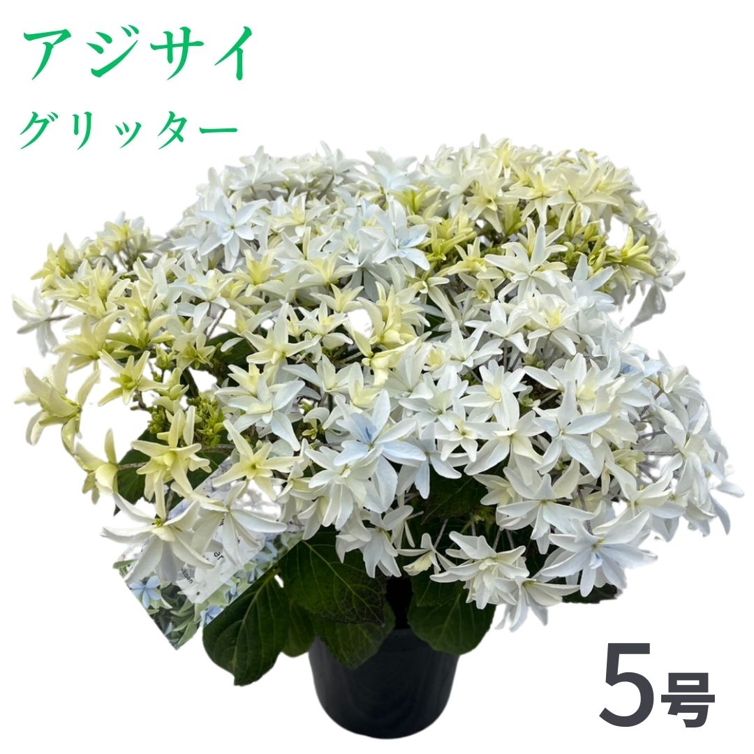 [先行受付]アジサイ グリッター 5号 白系|紫陽花ギフト 花苗 鉢植[53850-001-07]