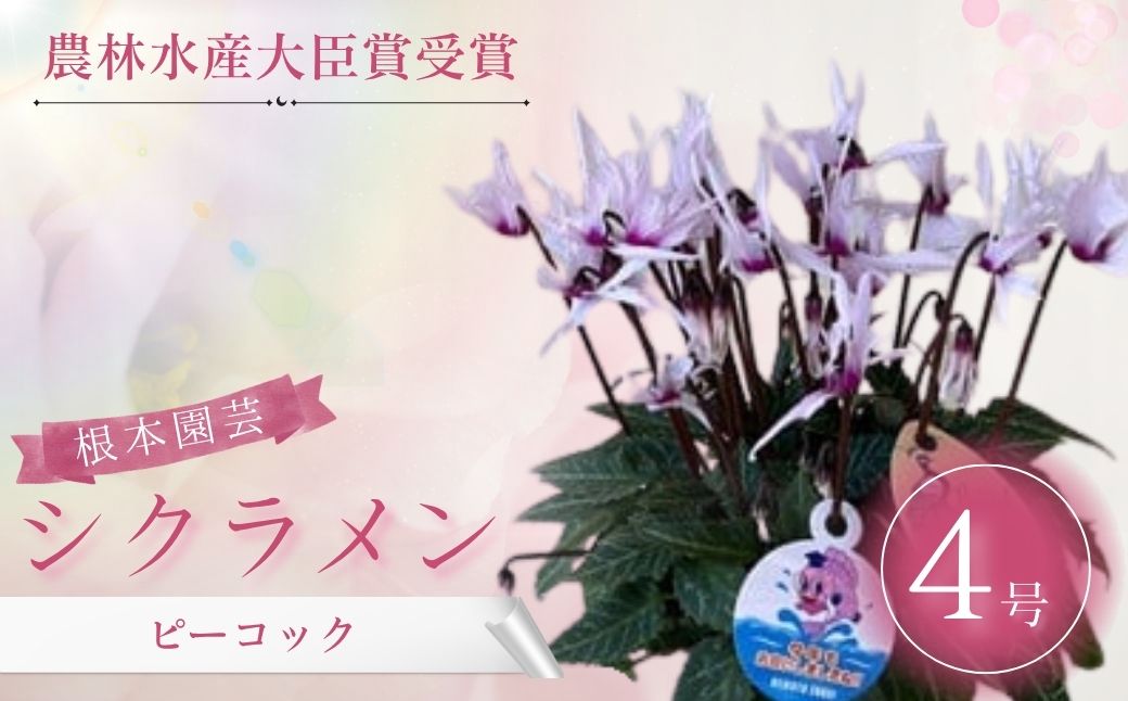【2026年 先行予約】シクラメン ピーコック 4号｜花ギフト 花苗 鉢植え aj015-aa