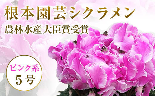 【先行予約】根本園芸 ピンク系   フリンジ  ガーデンシクラメン 【5号】 農林水産大臣賞受賞【10006】