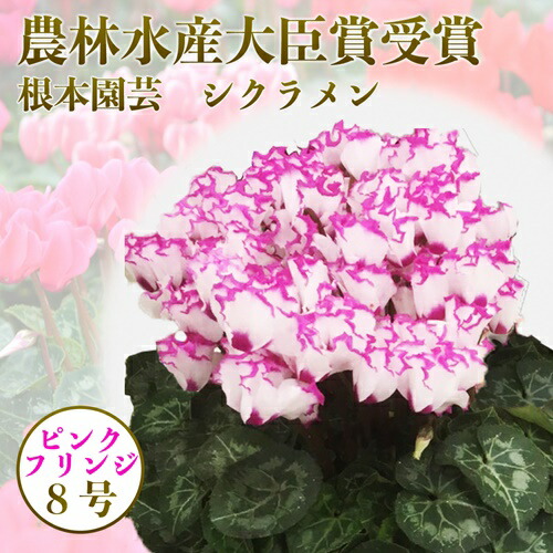 [先行受付]シクラメン フリンジ ピンク系 8号|花ギフト 花苗 鉢植え[53850-005-05]