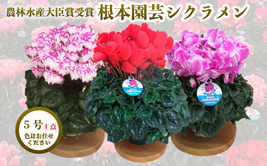 【先行予約】根本園芸シクラメン【5号】1鉢 鉢花 鉢植え 色おまかせ ガーデンシクラメン 花 ギフト 農林水産大臣賞受賞【10013】