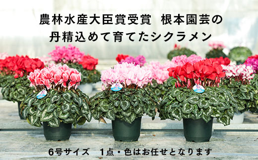 【先行予約】根本園芸シクラメン【6号】1鉢 鉢花 鉢植え 色おまかせ ガーデンシクラメン 花 ギフト 農林水産大臣賞受賞【10014】