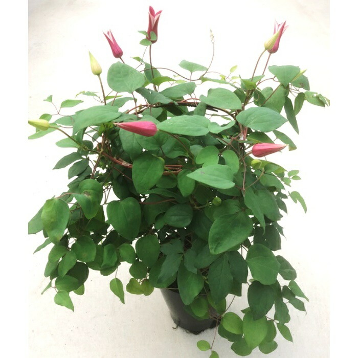 【2026年 先行予約】クレマチス プリンセスダイアナ 5号 赤系｜花苗 鉢植え【53850-002-02】