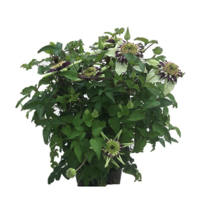 【2026年 先行予約】クレマチス ビエネッタ 5号 白系｜花ギフト 花苗 鉢植え【53850-002-01】