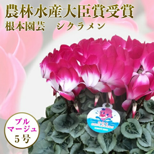 【先行予約】根本園芸 シクラメン 【5号】 鉢花 鉢植え ﾌﾟﾙﾏｰｼﾞｭ　ガーデンシクラメン 花 ギフト 農林水産大臣賞受賞【10020】