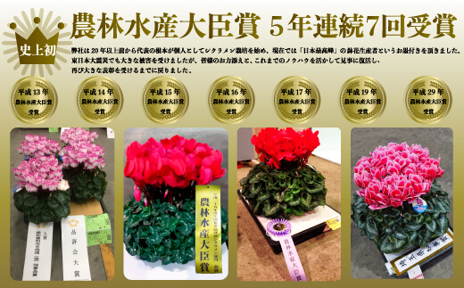 【先行予約】根本園芸 シクラメン 【5号】 鉢花 鉢植え ﾌﾟﾙﾏｰｼﾞｭ　ガーデンシクラメン 花 ギフト 農林水産大臣賞受賞【10020】