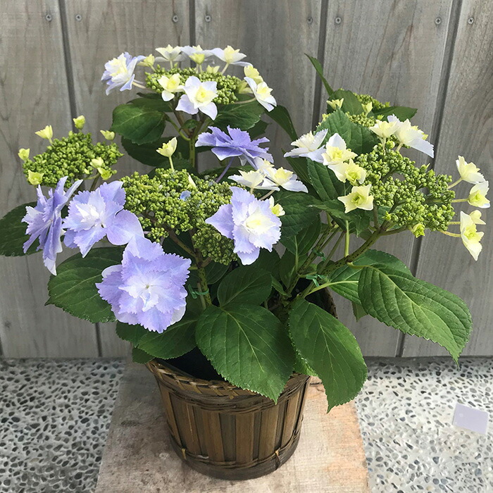 【2026年 先行予約】アジサイ ブレスレット 5号 青系｜紫陽花ギフト 花苗 鉢植【53850-001-02】