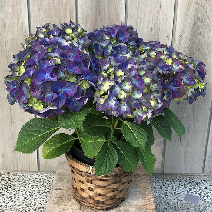 【2026年 先行予約】アジサイ ラグーン 5号 青系｜紫陽花ギフト 花苗 鉢植【53850-001-03】