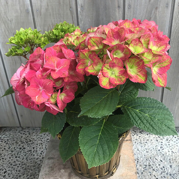 【2026年 先行予約】アジサイ マスカレード 5号 混色｜紫陽花ギフト 花苗 鉢植【53850-001-04】