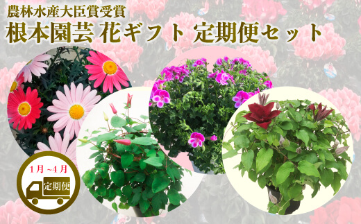 【先行予約】【花ギフト定期便】 根本園芸 新年 花ギフト（1〜4月毎月お届け）定期便セット 定期便 お届け 1月/マーガレット 2月/ラナンキュラス 3月/ラックス 4月/クレマチス 農林水産大臣賞受賞【10010】