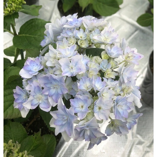 【先行受付】アジサイ 空海 5号 青系｜紫陽花ギフト 花苗 鉢植【53850-001-06】