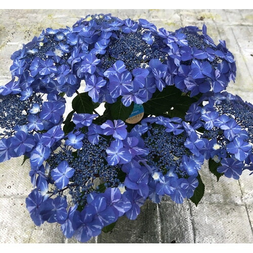 【先行受付】アジサイ サニーデイズ 5号 青絞｜紫陽花ギフト 花苗 鉢植【53850-001-05】