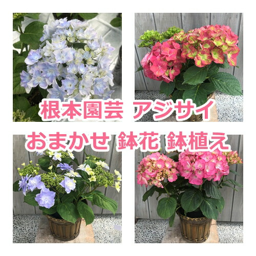 【先行受付】アジサイ 色おまかせ 5号｜紫陽花ギフト 花苗 鉢植【53850-001-01】