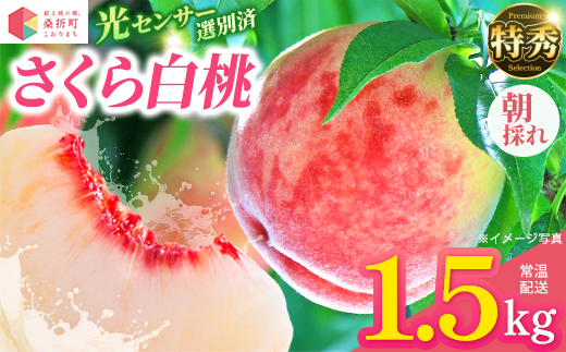 もも【さくら白桃・2026年産】特秀1.5kg　桑折町産　JAふくしま未来　桃　献上桃の郷　【07301-0168】