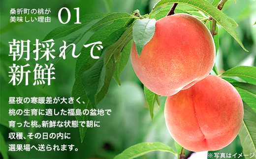 もも【2026年産8月発送/品種おまかせ】特秀3kg（8〜11玉）桑折町振興公社　献上桃の郷　【07301-0233】