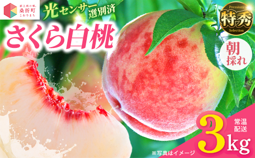 もも【さくら白桃・2026年産】特秀　3kg　桑折町産　JAふくしま未来　桃　献上桃の郷　【07301-0171】