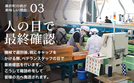 もも【川中島白桃・2026年産】特秀1.2kg　桑折町産　JAふくしま未来　桃　【07301-0227】