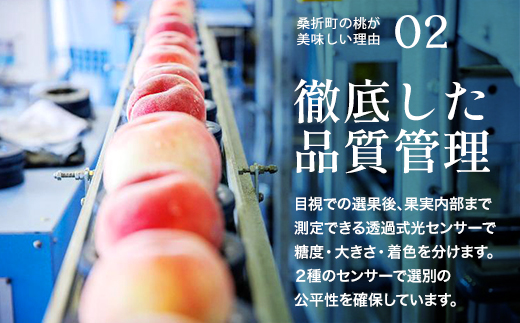 もも【川中島白桃・2026年産】特秀1.2kg　桑折町産　JAふくしま未来　桃　【07301-0227】