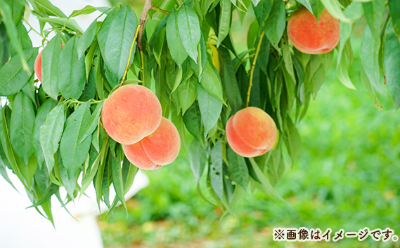 桃づくし定期便3品種【2026年産先行受付・献上桃の郷桑折町産もも3kg×3回】 No.220