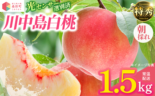 もも【川中島白桃・2026年産】特秀1.5kg　桑折町産　JAふくしま未来　桃　【07301-0138】