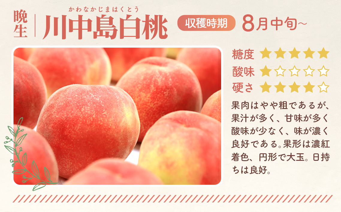 もも【川中島白桃・2026年産先行受付】特秀1.2kg　桑折町産　JAふくしま未来　桃 No.227