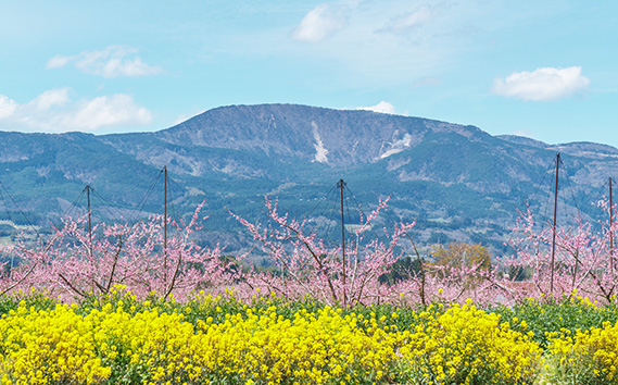 No.184 もも（川中島白桃）特秀3kg（8玉〜11玉）桑折町振興公社