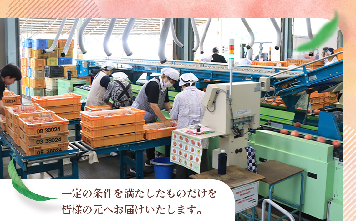 もも【あかつき・2026年産】特秀1.2kg「献上桃の郷ブランド品」桑折町産　JAふくしま未来　桃 No.224