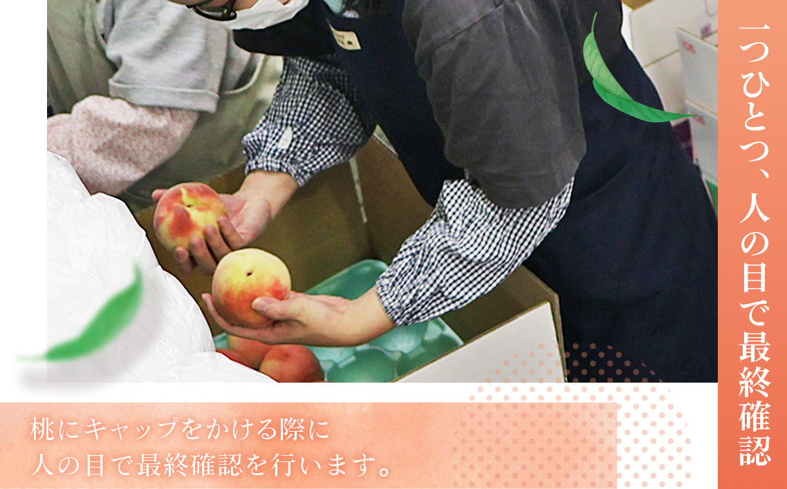 桃づくし定期便3品種【2026年産先行受付・献上桃の郷桑折町産もも3kg×3回】 No.220