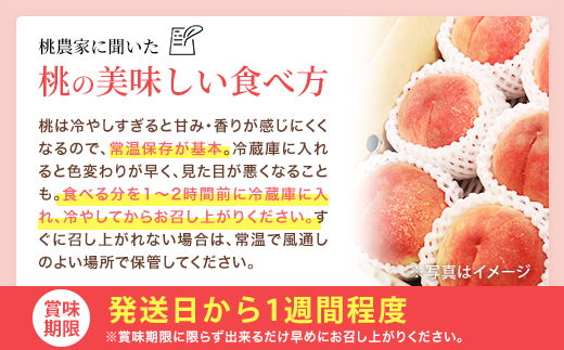 もも【川中島白桃・2026年産】特秀1.2kg　桑折町産　JAふくしま未来　桃　【07301-0227】