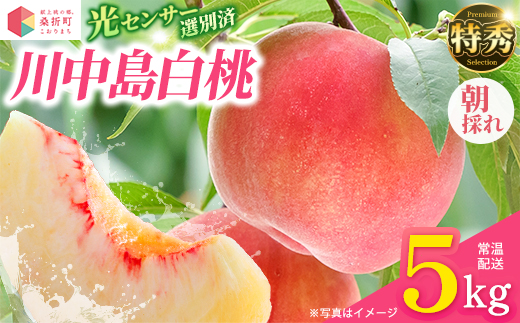 もも【川中島白桃・2026年産】特秀　5kg　桑折町産　JAふくしま未来　桃　献上桃の郷　【07301-0100】