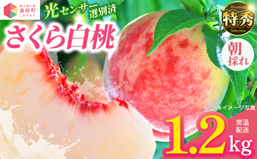 もも【さくら白桃・2026年産】特秀1.2kg　桑折町産　JAふくしま未来　桃　【07301-0229】