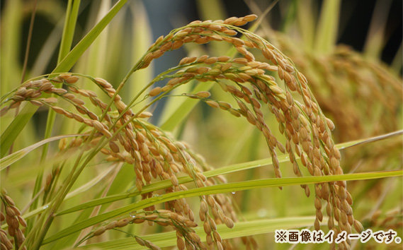 çŠå³¶çæ¡æçºç£ããã²ãããéããããã10kg No.252