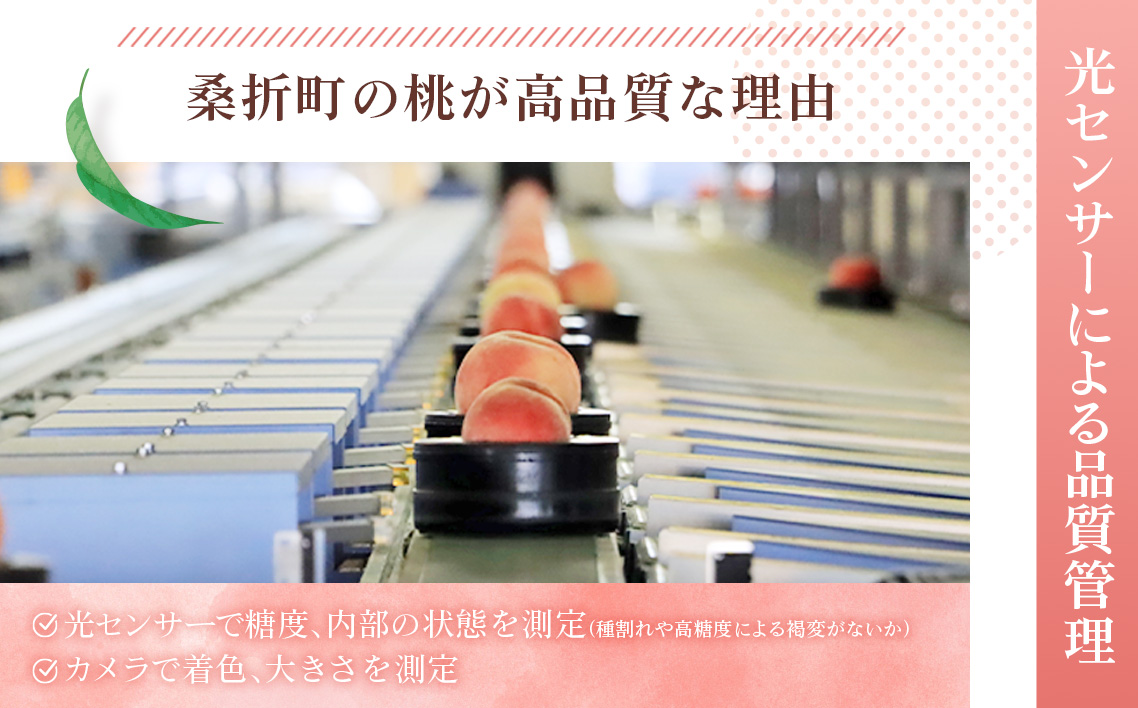 桃づくし定期便3品種【2026年産先行受付・献上桃の郷桑折町産もも3kg×3回】 No.220