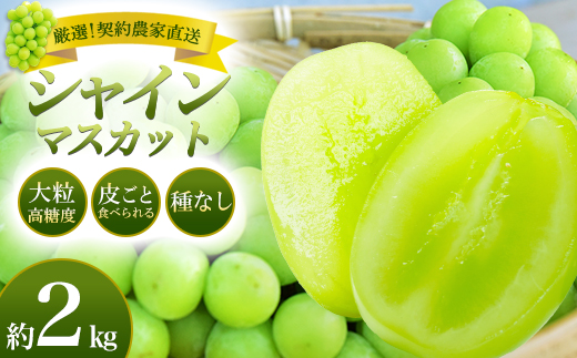 【令和8年9月頃発送】厳選　契約農家　シャインマスカット　約2kg　桑折町振興公社　ぶどう　【07301-0204】