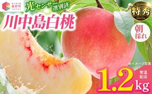 もも【川中島白桃・2026年産】特秀1.2kg　桑折町産　JAふくしま未来　桃　【07301-0227】